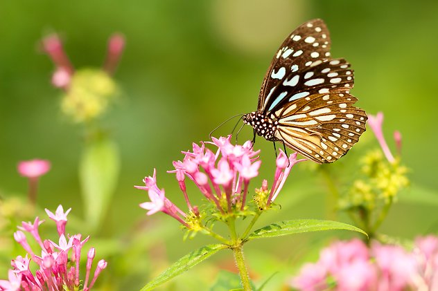 About Psychotherapy. content-butterflies